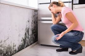 Pasatiempo, CA Mold Prevention & Removal  Company